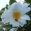 Camellia synaptica